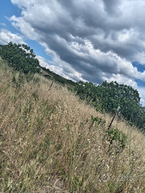Terreno agricolo prezzo trattabile
