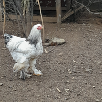 Gallo brahma