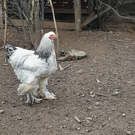 Gallo brahma