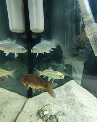 Carpe koi