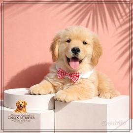 Cuccioli di golden americani