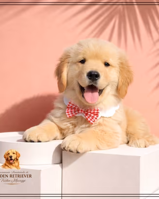 Cuccioli di golden americani