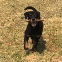 Rottweiler