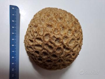 Corallo fossile