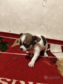 Chihuahua pedigree Enci