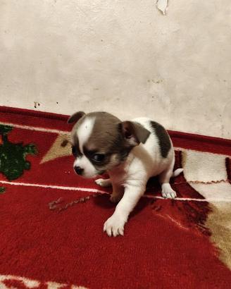 Chihuahua pedigree Enci