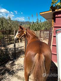 Super pony
