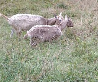 Capra e capretta bionde dell'adamello