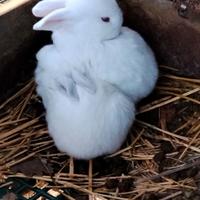 Conigli Nuova Zelanda) California