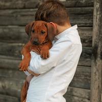 Cuccioli di razza Rhodesian Ridgeback