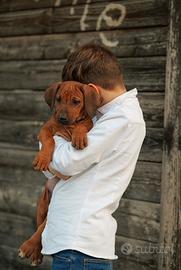 Cuccioli di razza Rhodesian Ridgeback