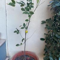 Pianta limone