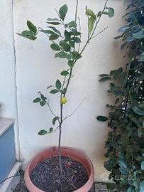 Pianta limone