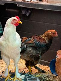 Galletti incrocio Brahma