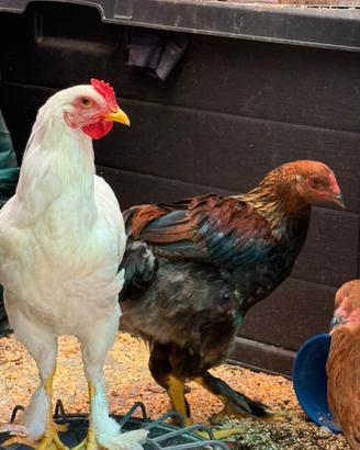 Galletti incrocio Brahma