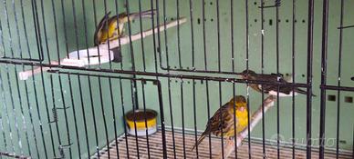 Canarini spagnoli e comuni maschi