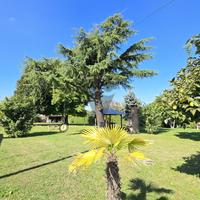 CAMPONOGARA CALCROCI - VILLA SINGOLA IMMERSA NEL V