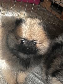 Cuccioli di Pomerania