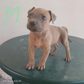 Cuccioli di Pitbull