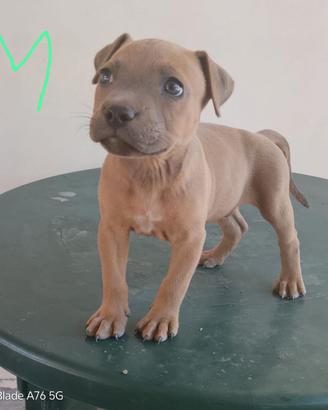 Cuccioli di Pitbull