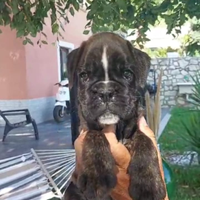 Cuccioli di Boxer maschi tigrati