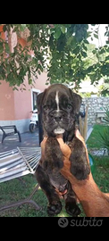 Cuccioli di Boxer maschi tigrati