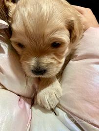 Maltipoo cucciolini