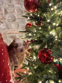 Cuccioli cavalier king con pedigree enci