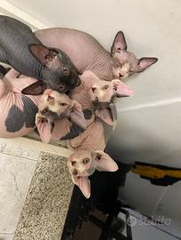 Sphynx