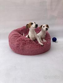 Jack Russel