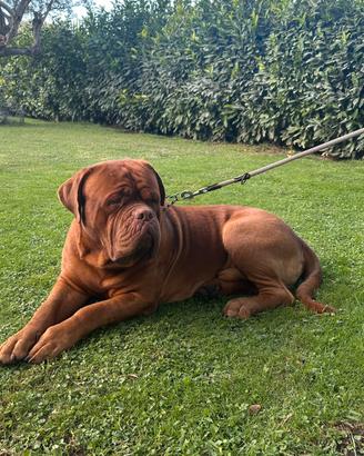 Dogo de Bordeaux