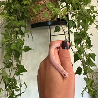 Heterodon nasicus 0.1