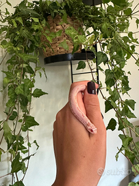 Heterodon nasicus 0.1