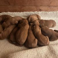Cuccioli bracco ungherese