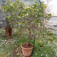 Limone 