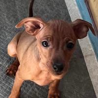 Pinscher nano