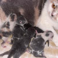 British Shorthair Scottish Fold Straight