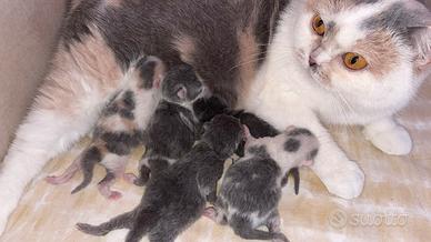 British Shorthair Scottish Fold Straight