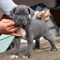 Cuccioli Cane Corso