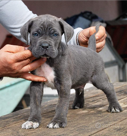 Cuccioli Cane Corso