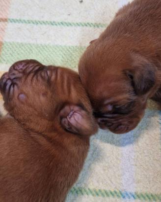 Allevamento di Dogue de Bordeaux