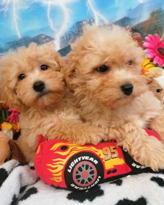 Colore Intenso Taglia Piccola Malti-Poo