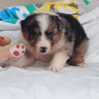 Pastore australiano con pedigree ENCI