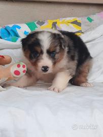 Pastore australiano con pedigree ENCI