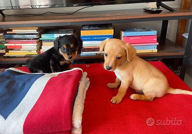 Cuccioli mix bassotto gemelli diversi vicenza