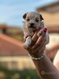 Cuccioli maltipoo