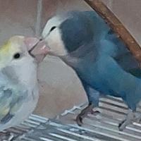 Inseparabili da allevare o svezzati