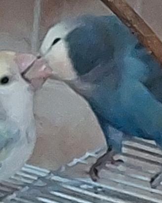 Inseparabili da allevare o svezzati