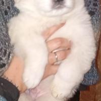 Cuccioli pastore maremmano abruzzese