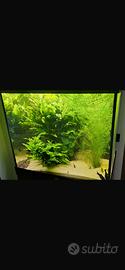 Acquario lido 200